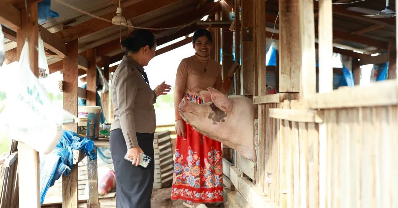 ប្រជាពលរដ្ឋរស់នៅក្នុងភូមិមហាផល ឃុំឈានមុខ ស្រុកត្បែងមានជ័យ បាននិងកំពុងចាប់យករបរចិញ្ចឹមជ្រូកលក្ខណៈគ្រួសារ ដើម្បីជួយទ្រទ្រង់ និងលើកកម្ពស់កម្រិតជីវភាពរស់នៅប្រចាំថ្ងៃឱ្យកាន់តែប្រសើរឡើង