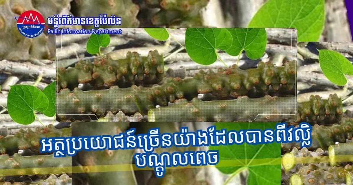 អត្ថប្រយោជន៍ច្រើនយ៉ាងដែលបានពីវល្លិបណ្ដូលពេច
